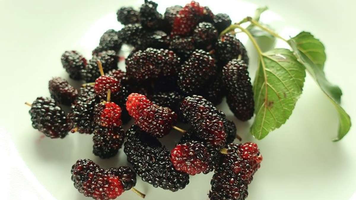 Superfood Mulberries: Know THESE 5 benefits of Shahtoot – India TV