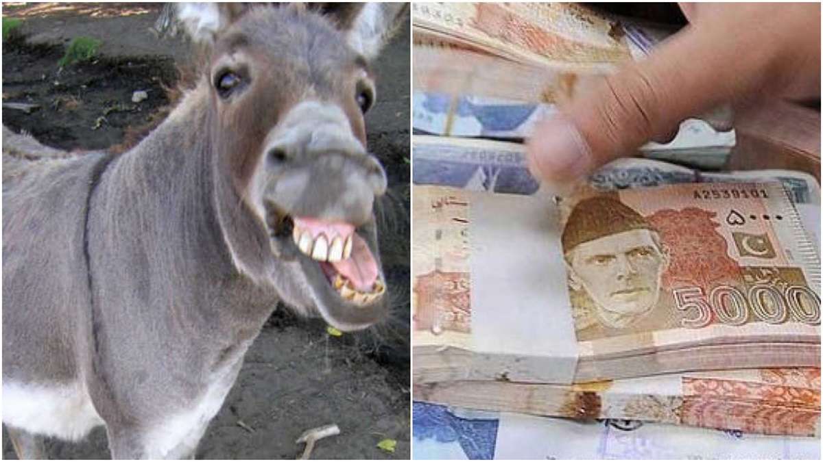 Pakistan: Donkey population booms as economic growth faces setback