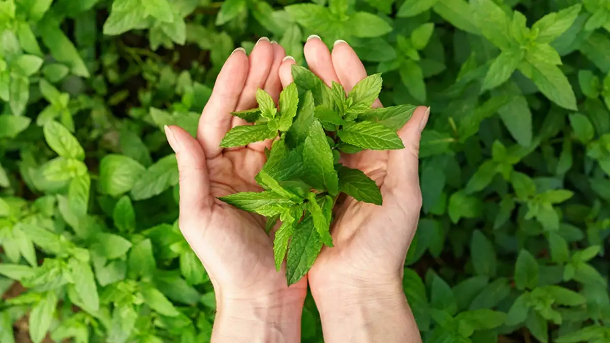 Basil leaves