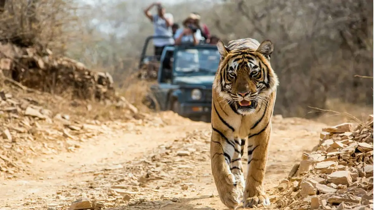 Supreme Court directs restoration and eco-tourism measures at Jim Corbett  Tiger Reserve | India News – India TV