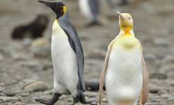 Rare yellow penguin spotted by photographer