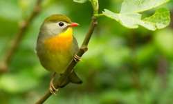 Vastu Shastra: Putting picture of bird in this direction of your house will make you successful