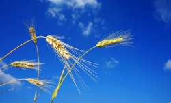 After India declared wheat export ban global prices hit record high, latest wheat export ban news up