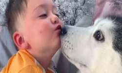Awwdorable video of husky snuggling and cuddling with a toddler goes viral | WATCH