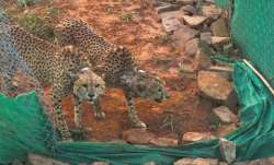 The eight cheetahs were released into the quarantine zone