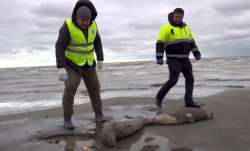 dead seals, dead seals found, dead seals Russia, Caspian Sea coast,Caspian Sea coast russia, Russian