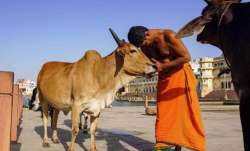 Cow Hug Day, Cow Hug Day india, Cow Hug Day february 14, Cow Hug Day circular, Cow Hug Day memes, Co