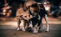 stray dog attack in kerala, Kerala stray dog menace, two year old boy suffers severe injuries due to
