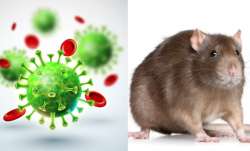 What is Lassa Fever?