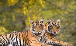 Tigers' population