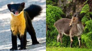 World Wildlife Day