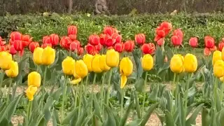 Tulip Festival Delhi: Here's what you need to know
