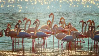 5 best lakes in India to see stunning flamingos