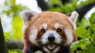 5 best places where you can spot red pandas in Ind