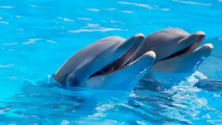 9 best places to spot dolphins in India