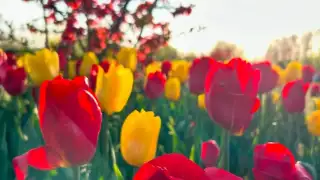 Tulip Garden 