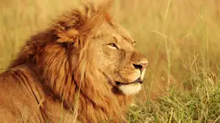 5 best places to see wildlife in India