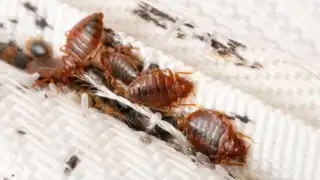 Follow these tips to get rid of bed bugs this summer