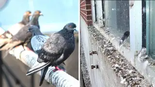 Try these home remedies to keep pigeons away from your