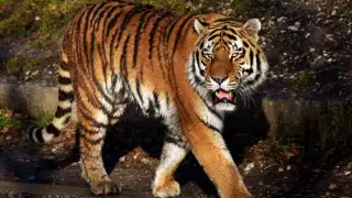 Best tiger reserves in India