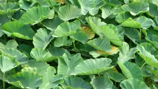 Arbi leaves are rich in Vitamin A and antioxidants similar