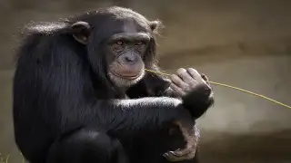 Which country has the most Chimpanzees?