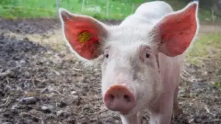 Pigs population 