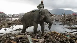 tsunami