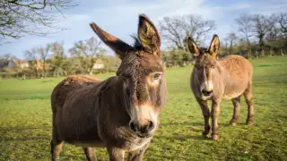 Countries with most donkeys 