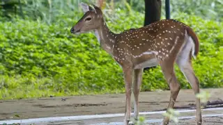 Guindy National Park: One of the few national parks located