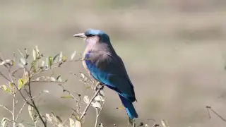 Neelkanth bird on Dussehra 