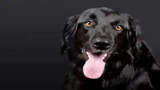 Dogs