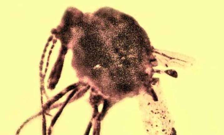 Biting midge with ancestral malaria.