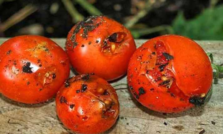 Tomato electricity