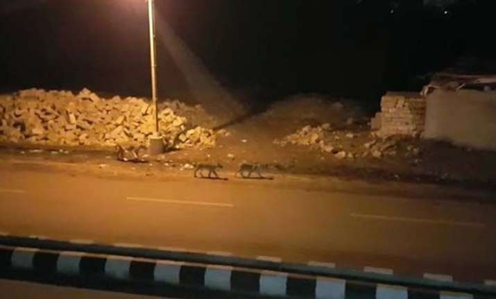 Eight lions moving stealthily through Gujarat's streets