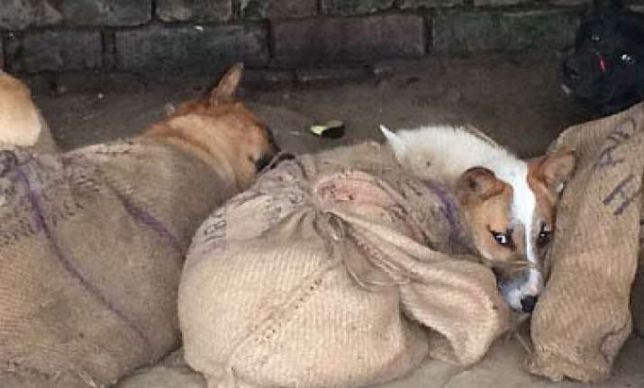 where pets' mouths are stitched together before they are