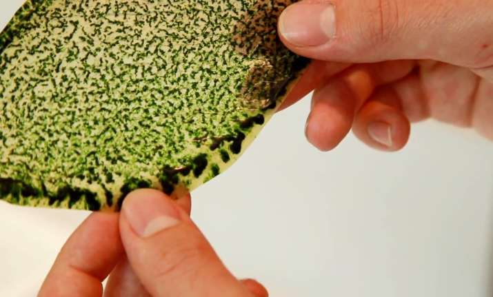artificial-leaf