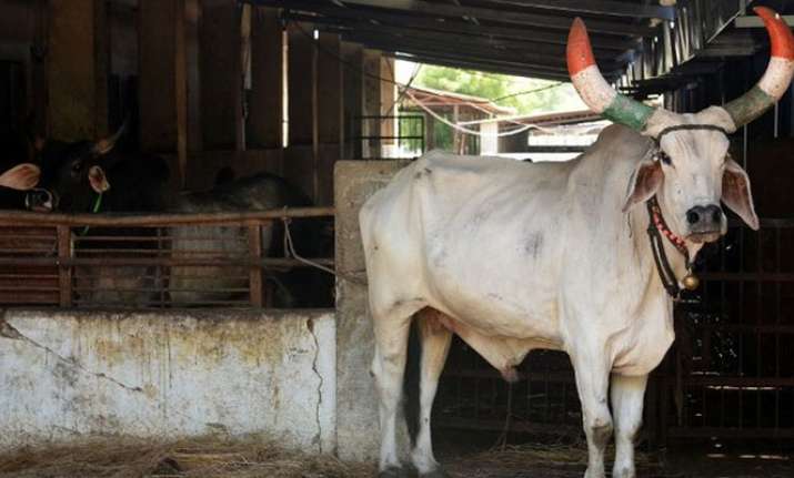 ‘Cow cess’ on movie tickets, food proposed in Haryana