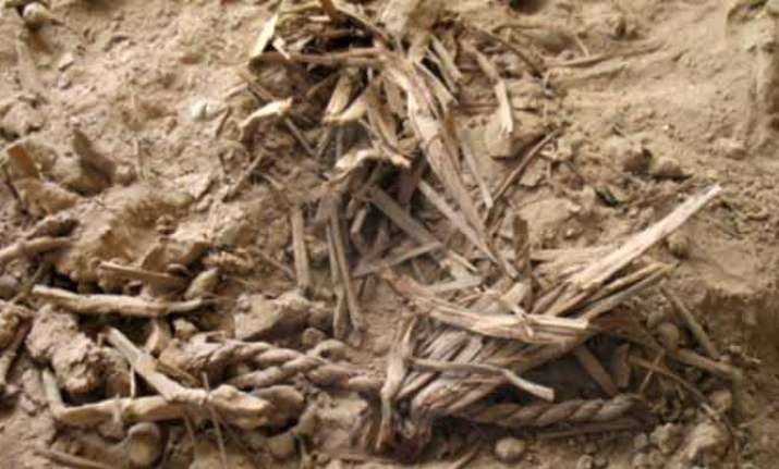 Researchers Sequence Genome of Ancient Barley
