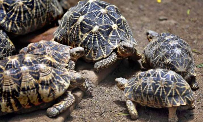 tortoise