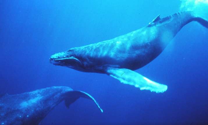 Larger sea animals at greater risk of extinction, says study