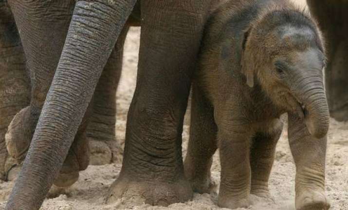 African elephant population plunges by 30 percent in 7