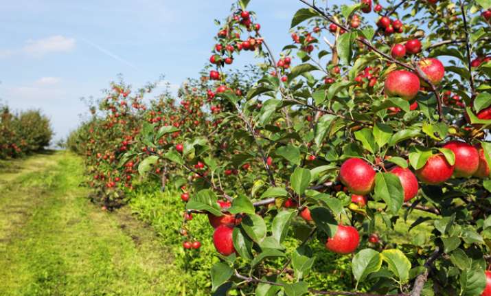 Himachal growers complete 100 years of producing apples.