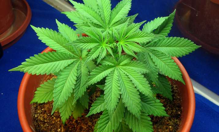 Former banker turns Hyderabad apartment into ‘marijuana