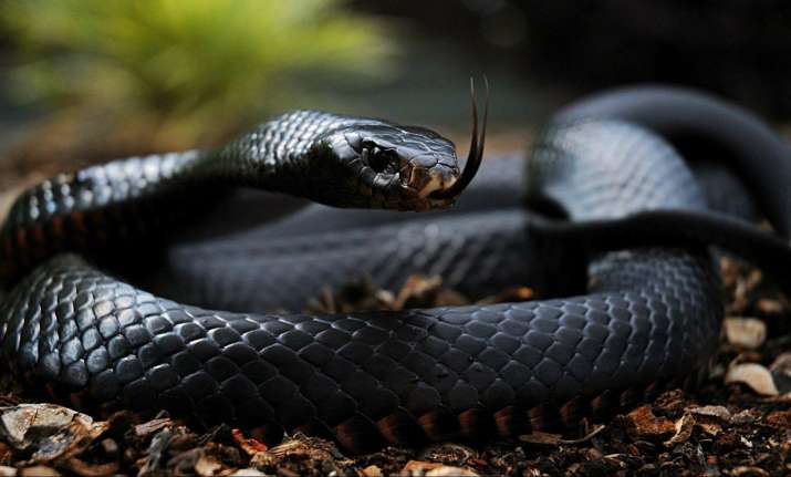 WATCH: This Man Catching Black Mamba, One Of The Most Deadliest Snakes ...