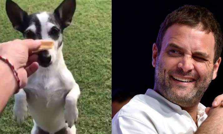 Rahul Gandhi posted a video of his pet on Twitter
