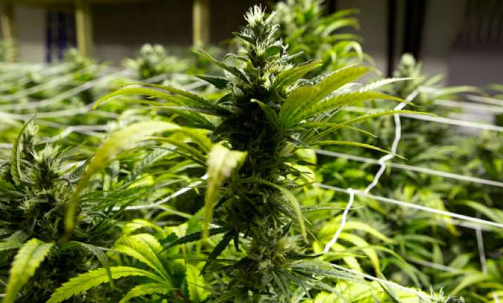 The California industry is forecast to reach $7 billion in