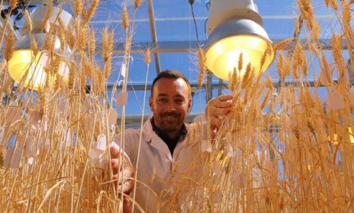 NASA-inspired 'speed-breeding' technique boosts wheat