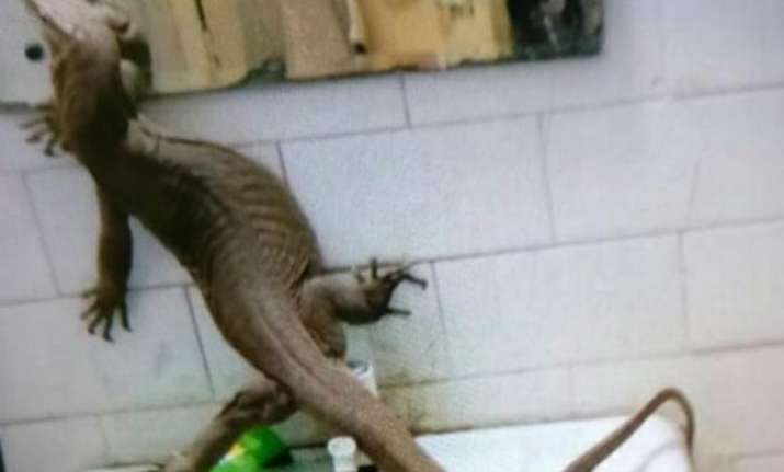 OMG! Mega lizard found inside girlsâ€™ hostel in Delhi