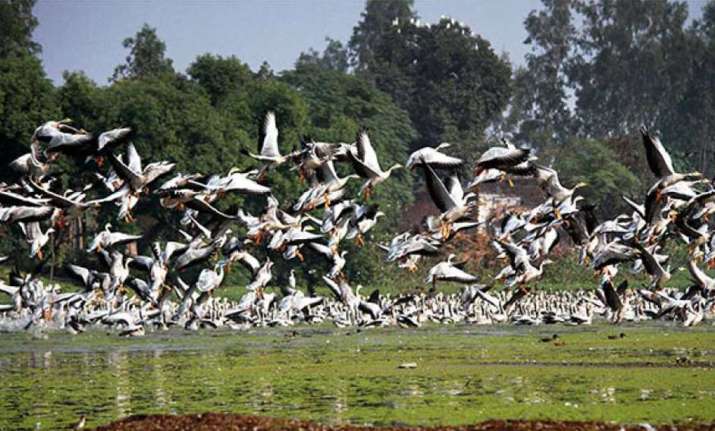 Jammu: Migratory birds throng Gharana wetland (File photo)